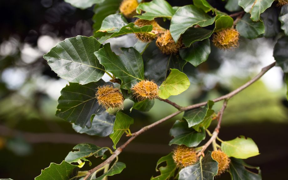 Dark green beech leaves with beech fruit on branches.