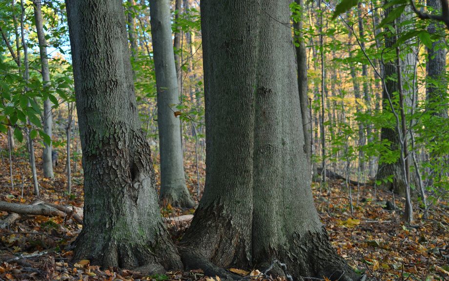 Grey trunks of beech trees in a forest setting in Virginia.