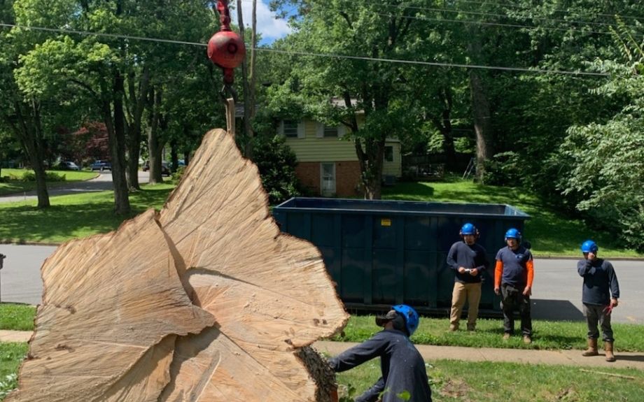 Why We Use a Crane for Tree Removal (& How It Benefits You) - Riverbend  Landscapes & Tree Service