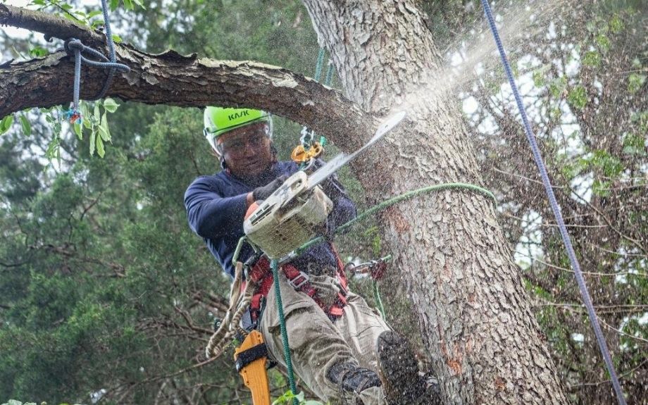 A Riverbend Landscapes & Tree Service climber uses a chainsaw to remove a tree branch, which will then be carried off by the crane.