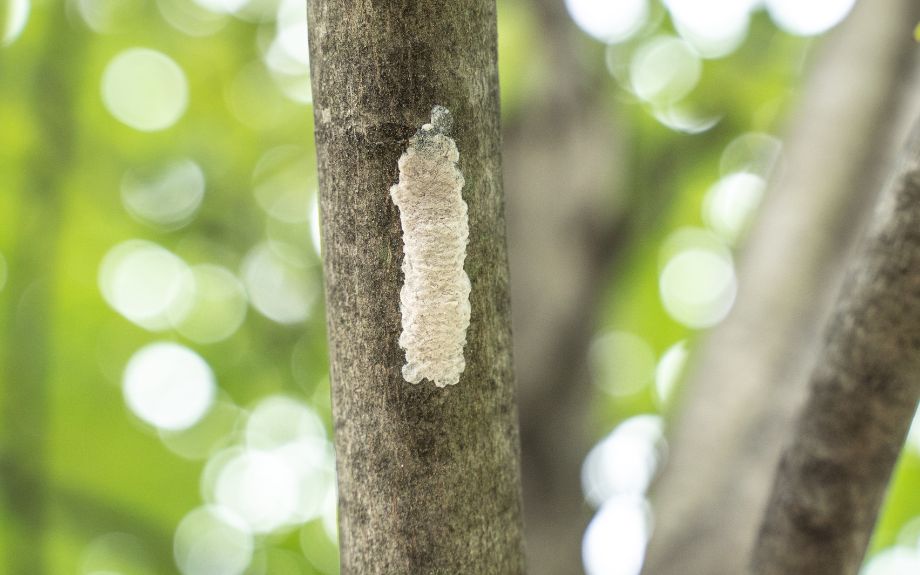 A spotted lanternfly egg mass on a tree branch.