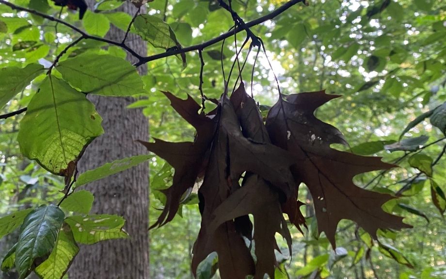 Dead leaves caused by cicada eggs on a tree in Riverbend Park, Virginia.