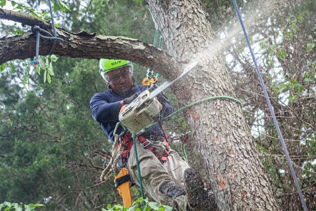 RB-LSP-Image-Arlington-3