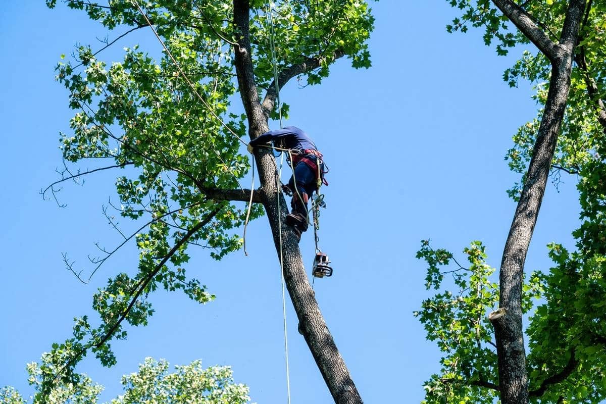 RB-LSP-Image-Silver-Spring-1