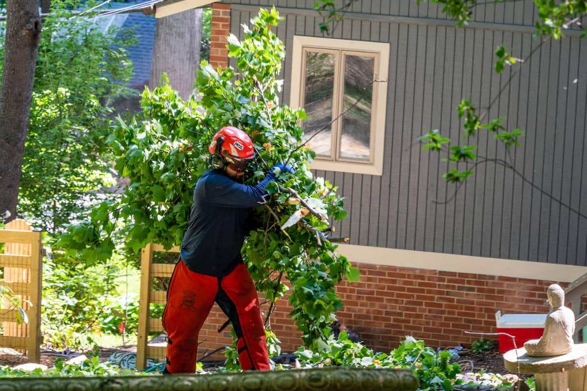 RB-LSP-Springfield-2