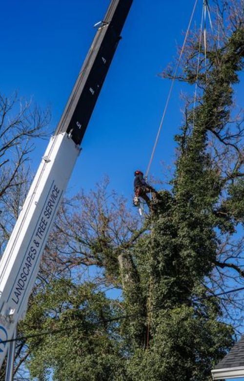 RB-LSP-dunn-loring-crane-climber