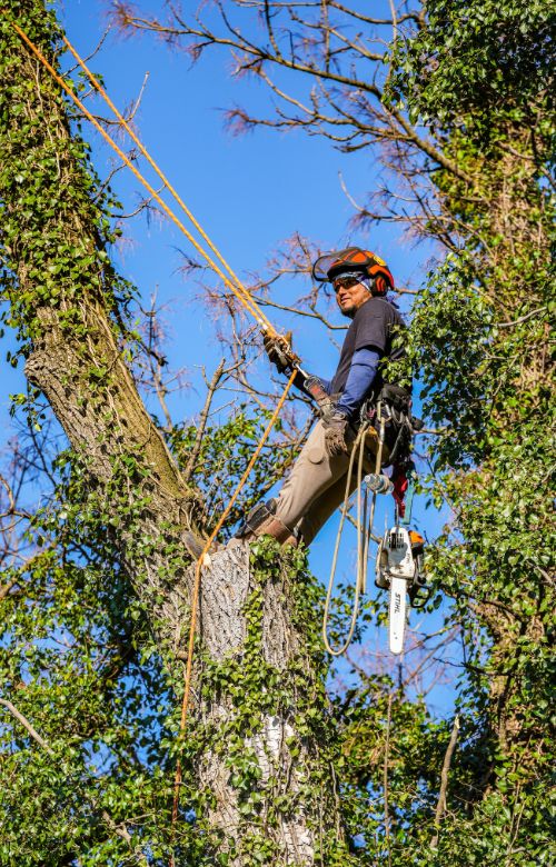 RB-LSP-fairfax-city-section-arborist-pruning
