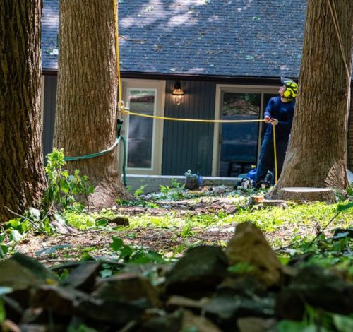 RB-Website-local-Lovettsville-section-man-rope-tree