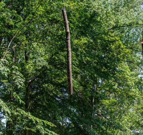 RB-Website-local-merrifield-section-rope-tree