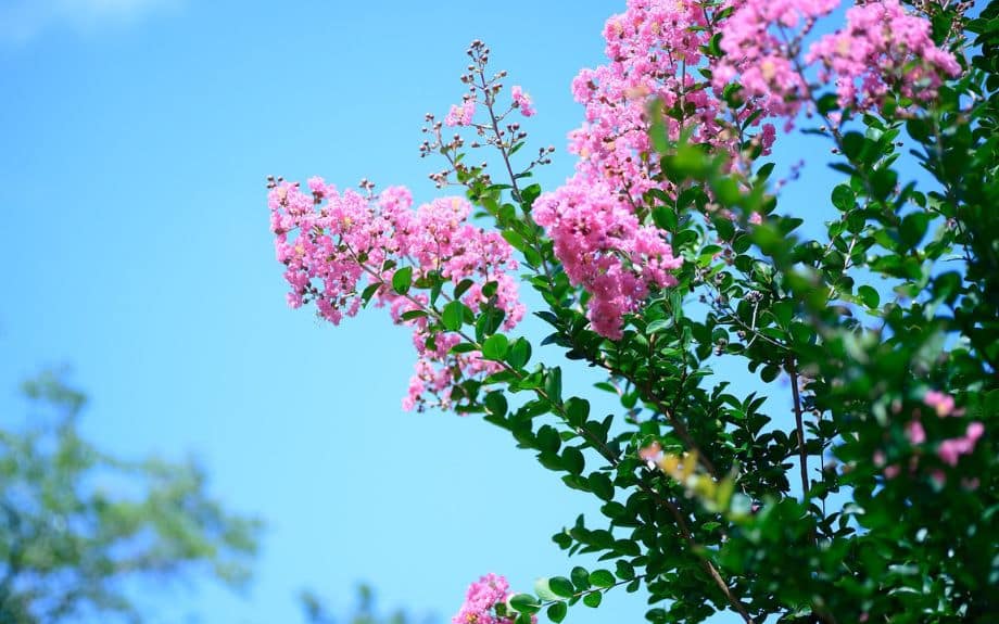 Long green-leafed crape myrtle branches with pink flowers on the end against a clear blue sky.