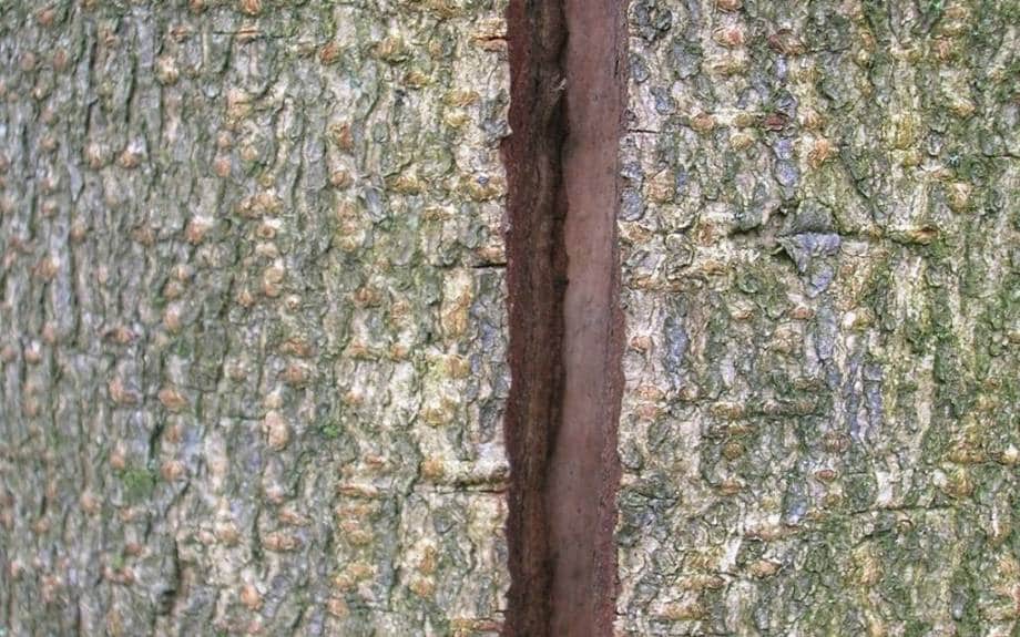 A large frost crack runs up the length of a tree trunk, splitting it and exposing the sapwood and interior.