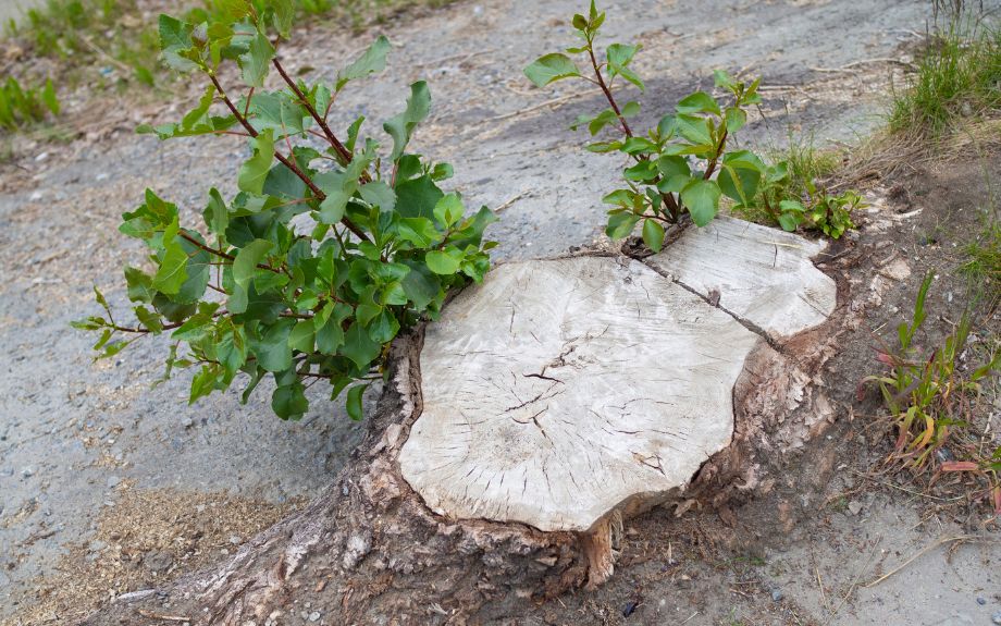A tree stump with sprouts and leaves growing from the sides.
