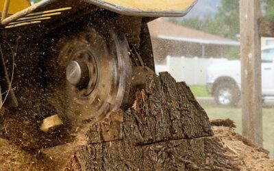 A spinning blade cuts up a tree stump after a tree removal, creating wood chips.