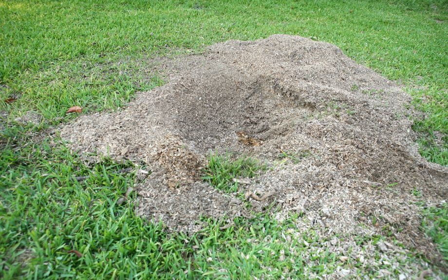 A lawn of green grass with a pile of wood chips or stump grindings from after a stump grinding.