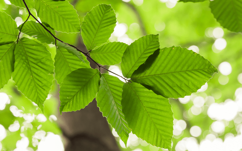 Close-up photo of healthy green American beech leaves.