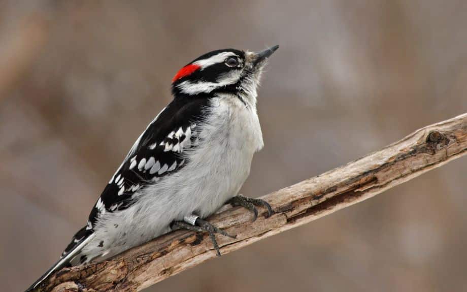 A downy woodpecker rests on a tree branch during winter in Virginia.