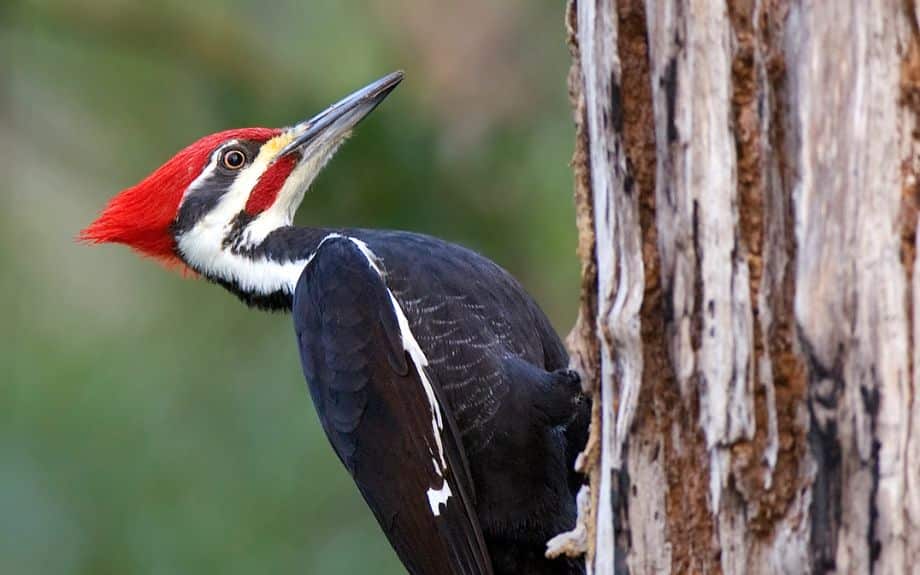 A pileated woodpecker on a tree in Virginia.