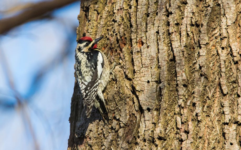 A yellow-bellied sapsucker creates small holes in trees in Virginia to reach the sap, a source of food.