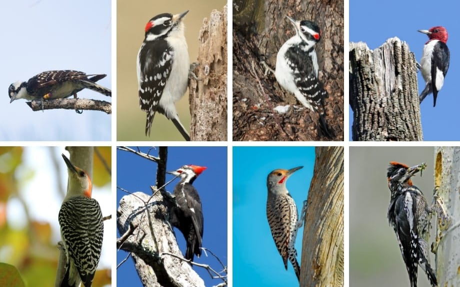 The 8 types of woodpeckers found in the state of Virginia.
