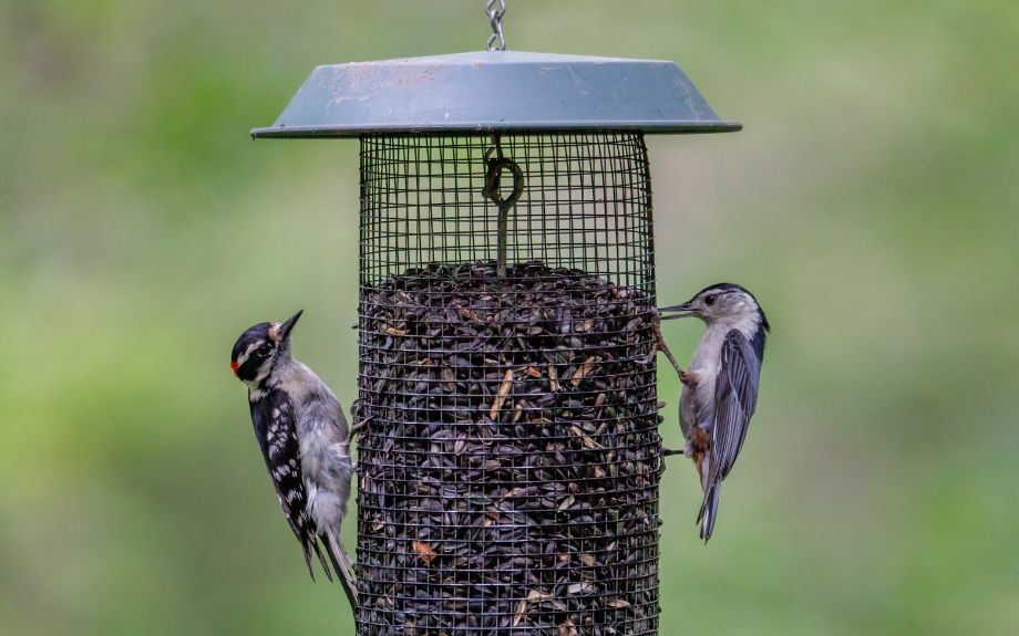  A downy woodpecker and another bird enjoy birdseed from a birdfeeder in a Virginia yard.