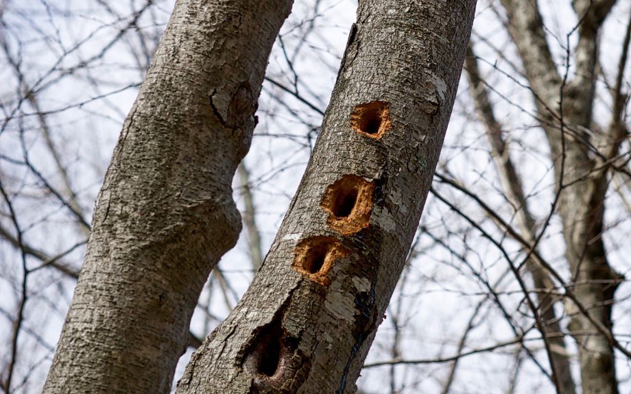Large woodpecker holes in a Virginia tree during winter.