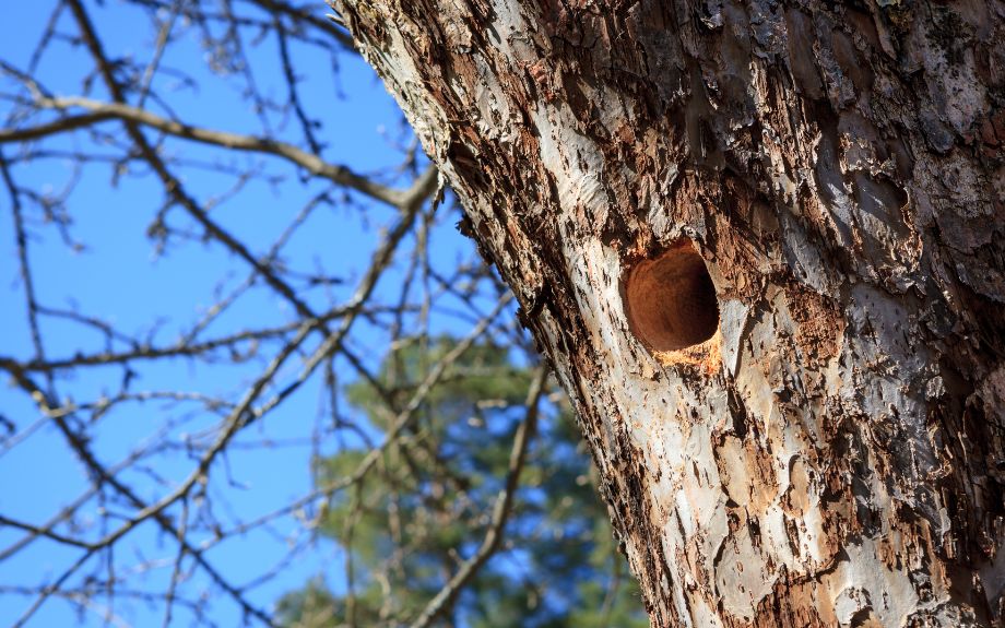 A woodpecker nest in an apple tree in Virginia.
