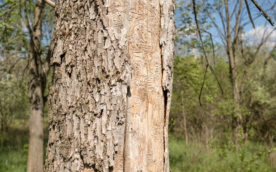 A dead ash tree with emerald ash borer (EAB) damage.