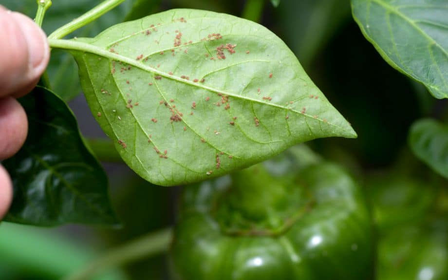 Aphids on the underside of a pepper plant leaf on a Virginia property.