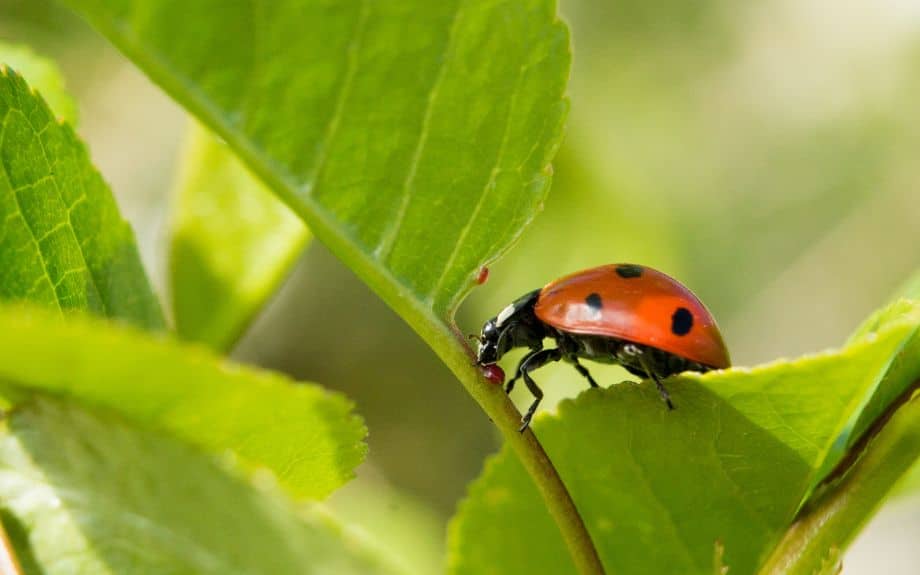 A ladybug, one of many beneficial insects, eats small pests such as aphids and spider mites.