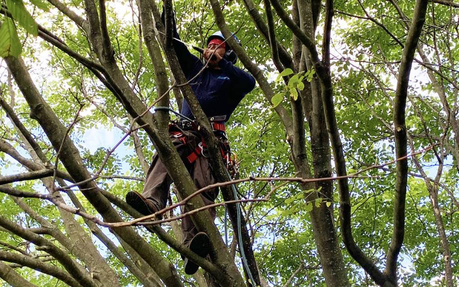 A Riverbend tree professional stands partially obscured by branches in the canopy of a large tree wearing a red safety harness as he prunes a small branch with a hand saw.