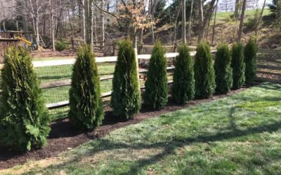 A row of arborvitae trees planted by Riverbend