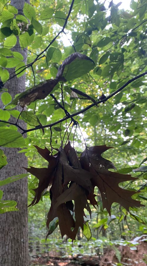 RB-lsp-centreville-section-cicada