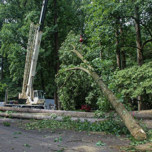 RB-lsp-gaithersburg-section-crane-rope-trunk