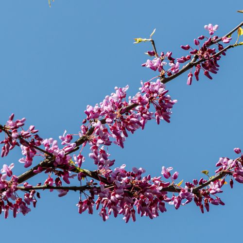 RB-lsp-gaithersburg-section-eastern-redbud