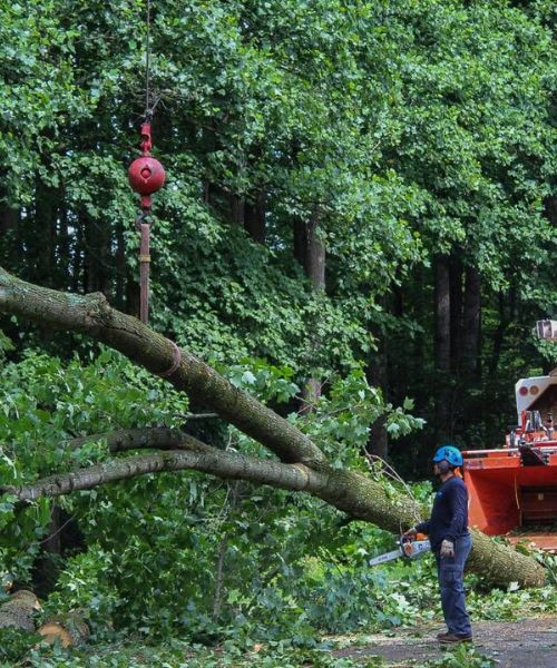 RB-lsp-herndon-section-arborist-strapped-trunk (1)