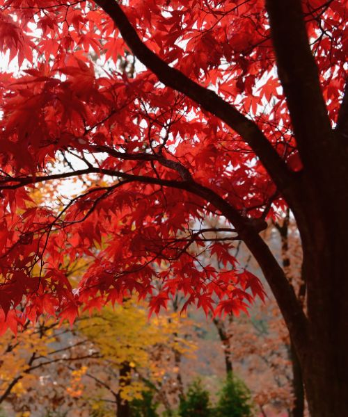 RB-lsp-oakton-section-red-maple (1)