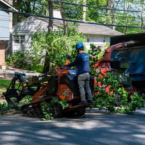 RB-lsp-potomac-section-arborist-cleanup