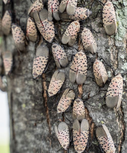 RB-lsp-purcellville-section-spotted-lanternfly