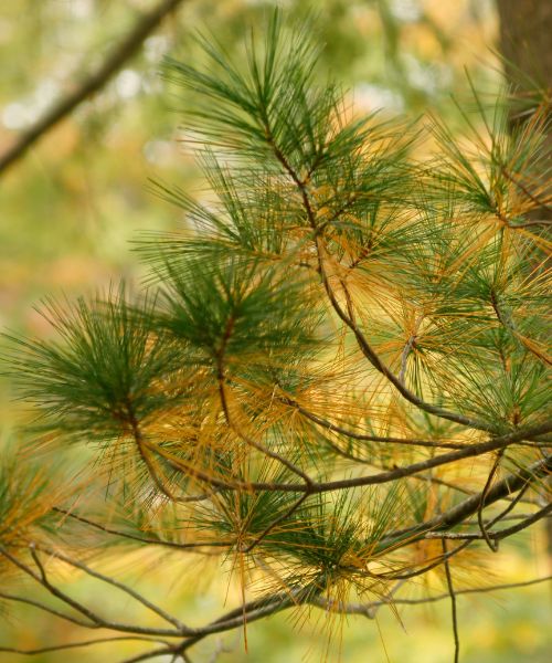 RB-lsp-reston-section-yellow-pine