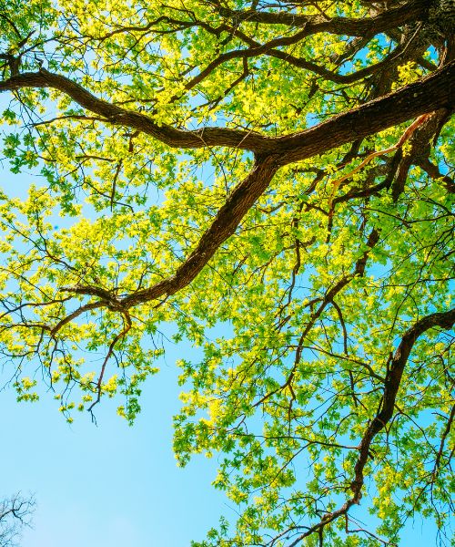 RB-lsp-silver-spring-section-oak-variety