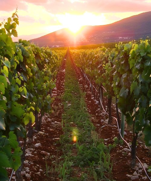 RB-lsp-waterford-section-vineyards