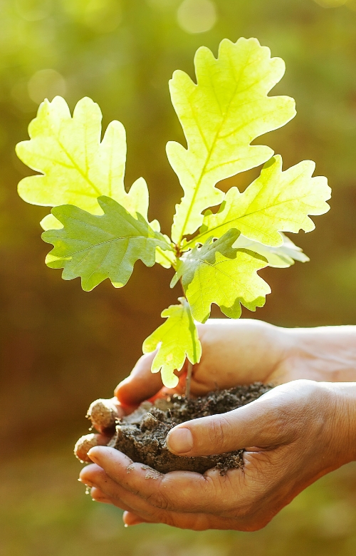 A oak sappling with both hands, ready to be planted.