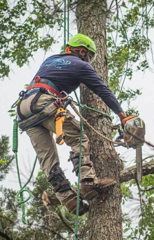 RB-website-local-roundhill-section-climber-chainsaw