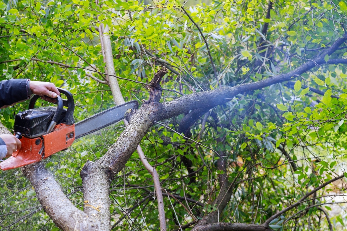 Tree pruning on a summer day in Northern Virginia.