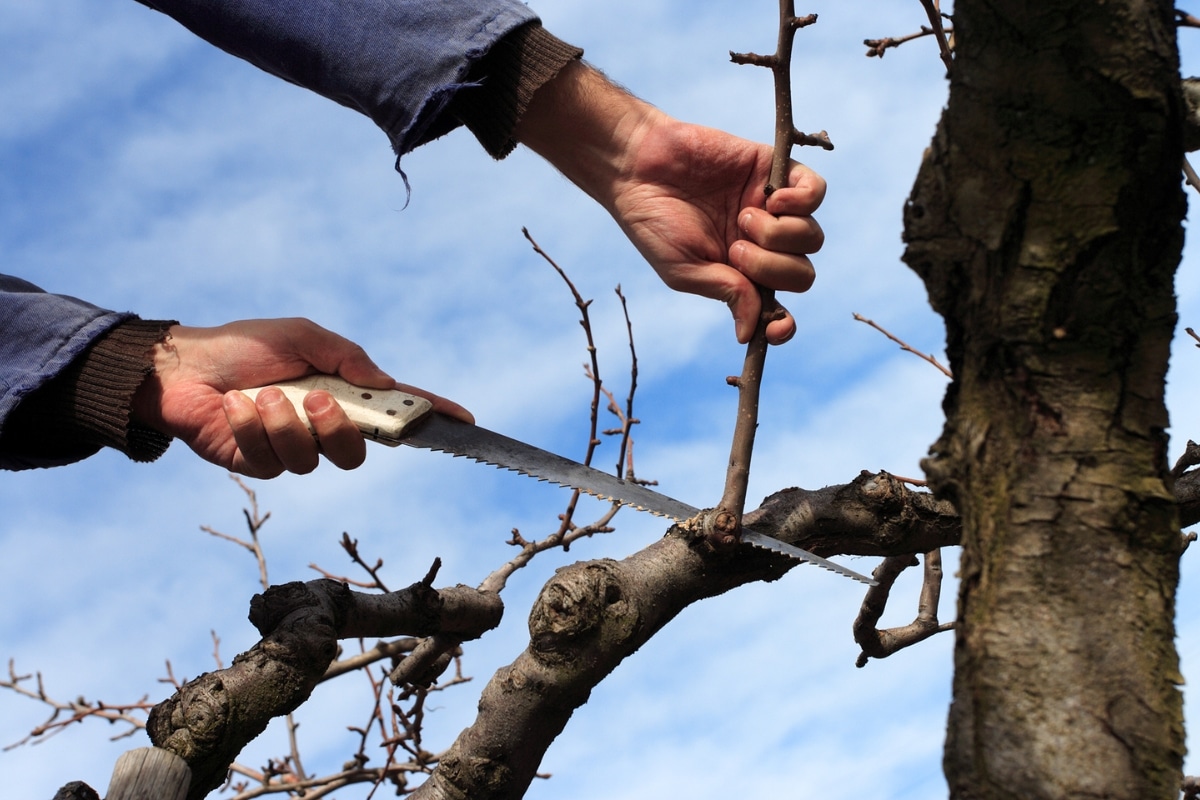 Riverbend-Local-page-section-image-pruning-2