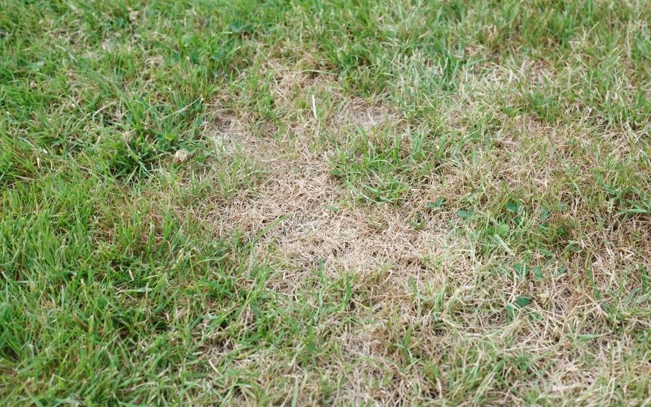 Dry, dead patches of grass in a lawn