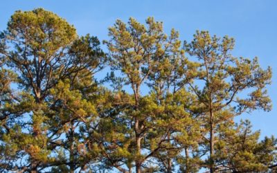 Tall Virginia pines growing in Virginia.