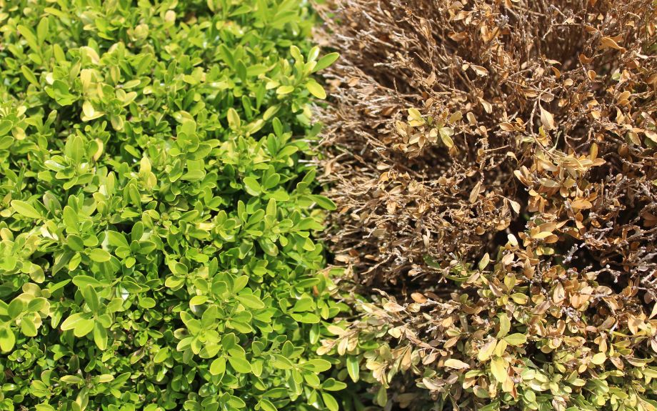 Healthy and damaged boxwood.