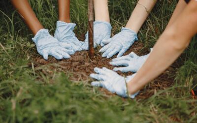 Three sets of gloved hands pat down the soil around a newly planted tree.