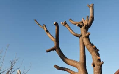 An example of a badly pruned tree against a blue summer sky in Loudon, VA.